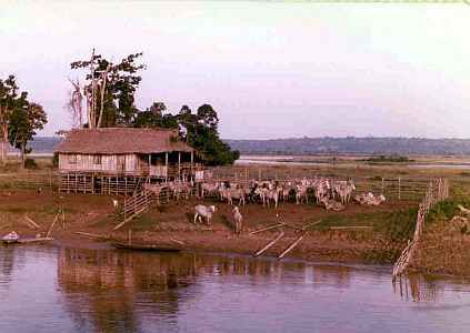 Ranch on the abnks of the Amazon River