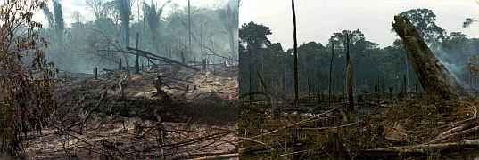 Amazon rain forest destruction in 1981