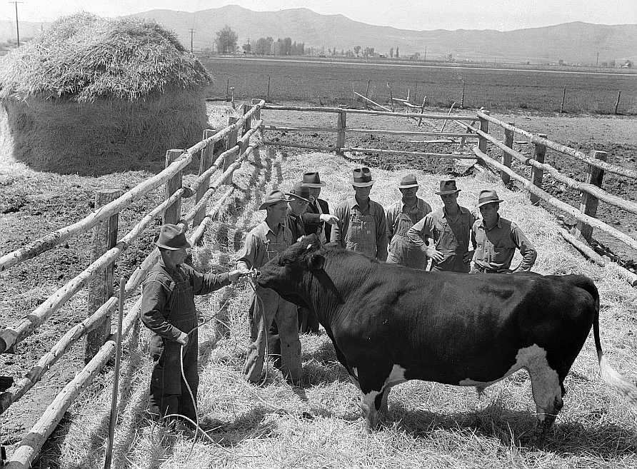 Box Elder, Utah farmers inspecting their prized Holstein bull.  Photo: Albee