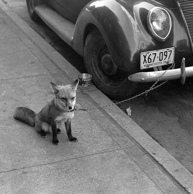  Fox chained to automobile, Moorehead, Minnesota Photo: John Vachon