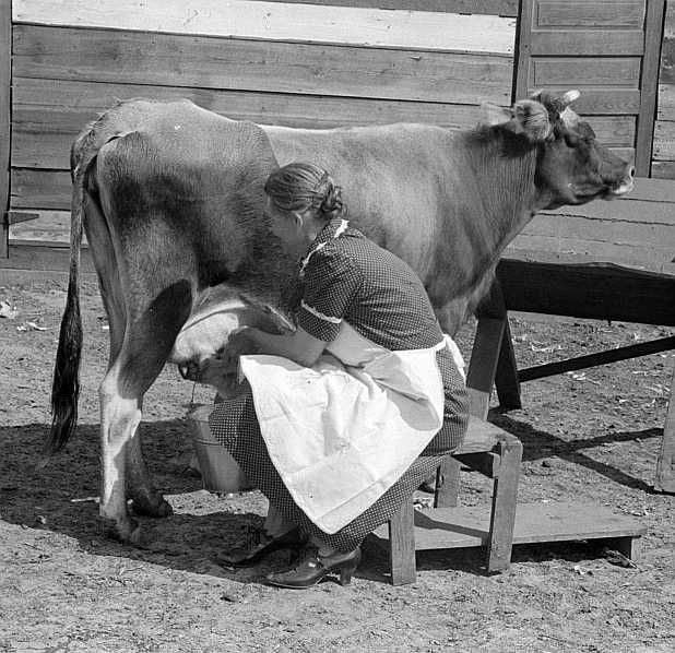 FSA (Farm Security Administration) borrower, Coffee County, Alabama, milks cow. She sells eight to ten pounds of butter each week. Photo: Marion Post Wolcott