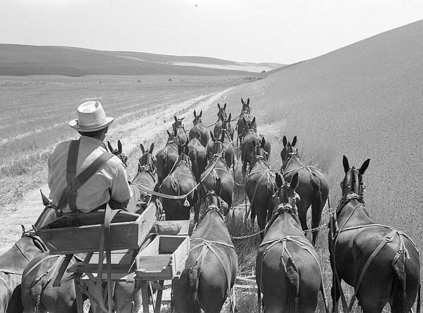 Walla Walla County, Washington. Farmer and the mules which pull the combine through the wheat fields  Photo: Russell Lee