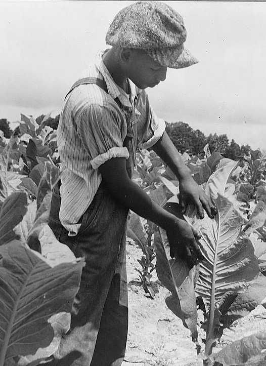 Sharecropper's son worming tobacco Wake County, North Carolina     Photo: Dorothea Lange