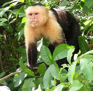 Capuchin [24]