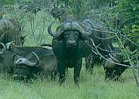 African buffalo, South Africa