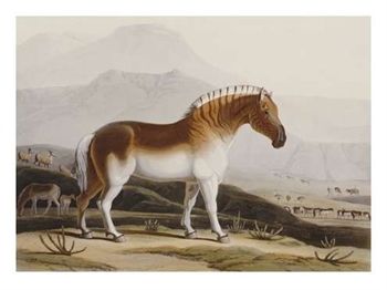 The Quagga, "The Qwakka," by Samuel Daniells from de.wikipedia.org