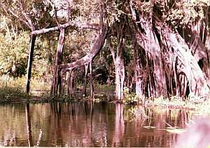 Amazon River island, tree roots [6]