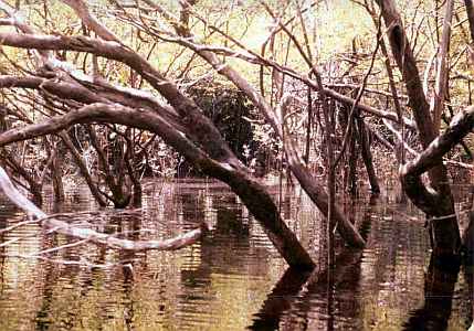 Amazon Forest near Manaus Brazil Uys