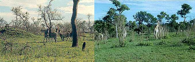 South Africa - Living Veld - Zebra and Giraffe