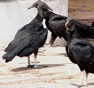 Urubu, Brazil, vulture {28]