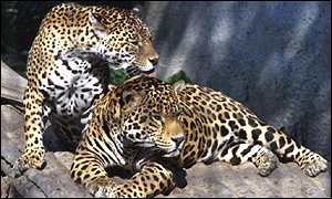 Two jaguars, BBC [7]