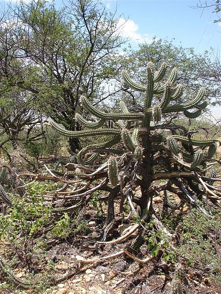 Caatinga scrub and cactus, Brazil