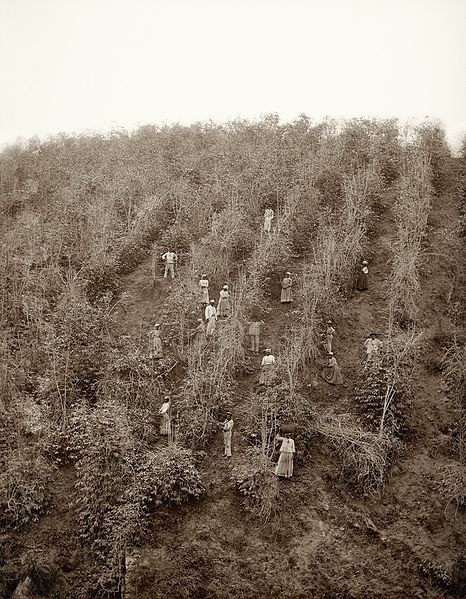 Slaves harvesting coffee,  Vale do Paraiba, São Paulo, Brasil. 1883, Marc Ferraz