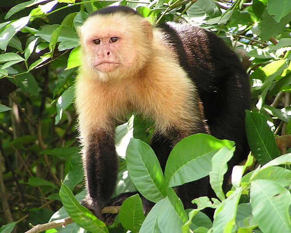 Capuchin monkey