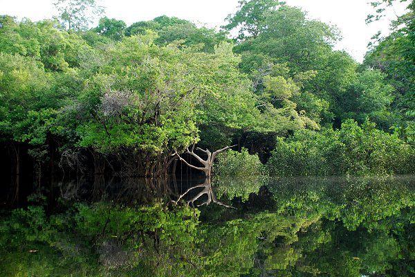 Amazon rain forest