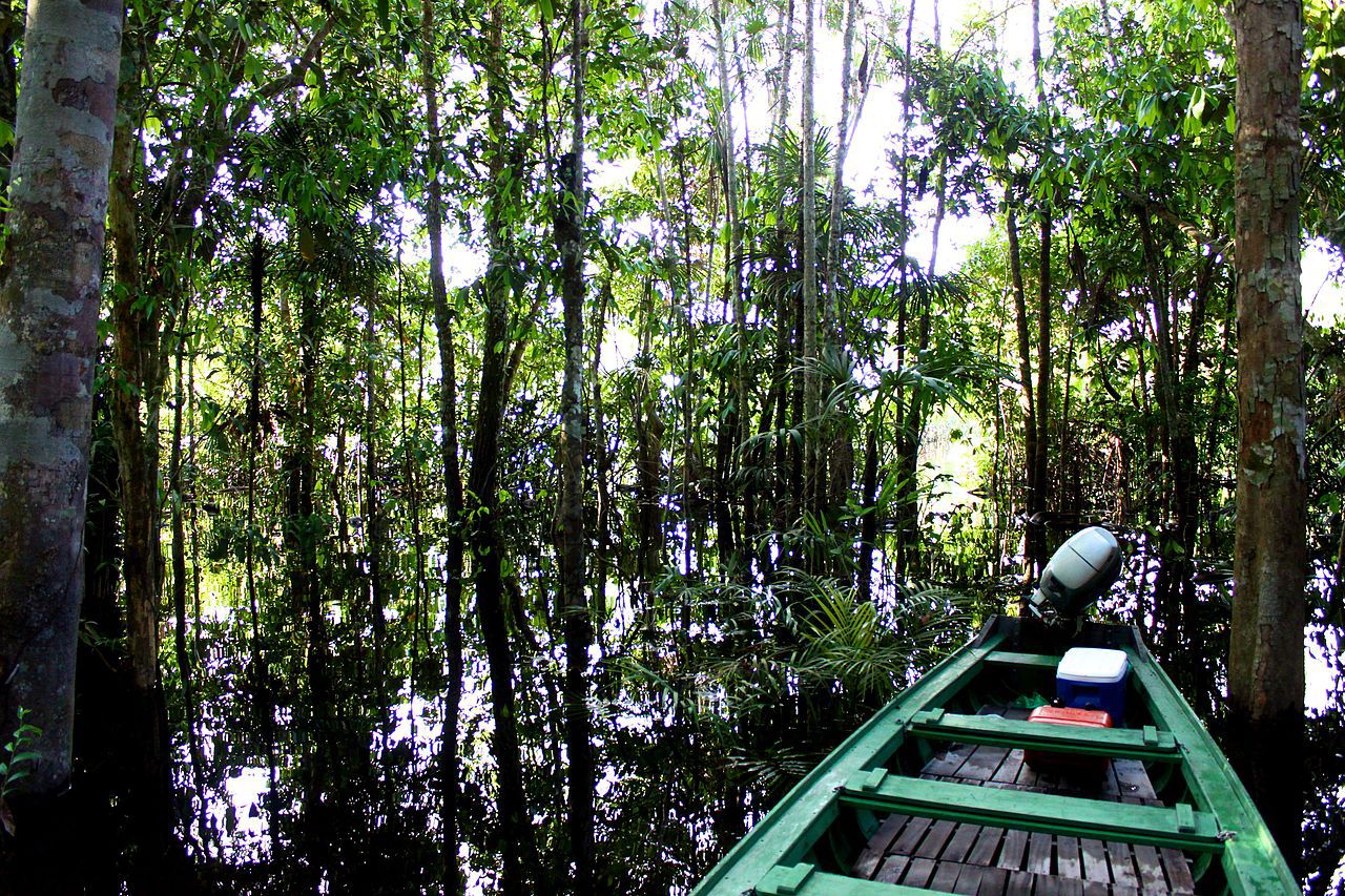 Amazon Rainforest - Photo: Artur Warchavchik | Wikipedia Commons