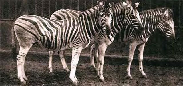 Burchell's zebra