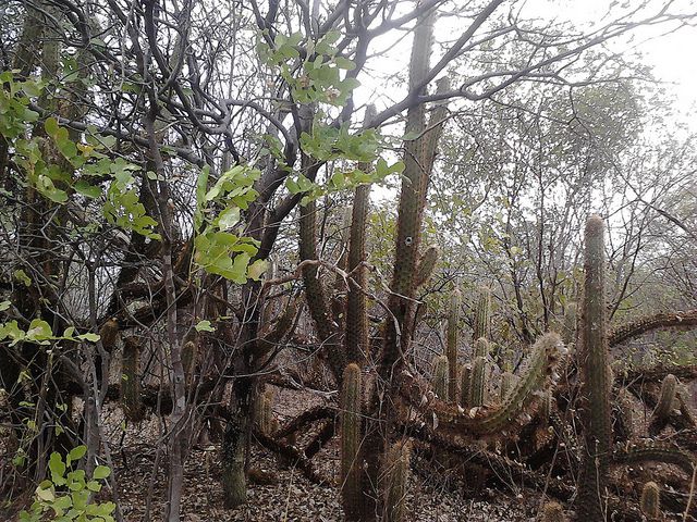 North-East Brazil backlands caatinga scrub