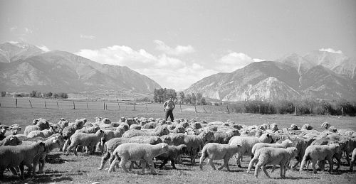 Flock of sheep, Chaffee County, Colorado  Photo: Arthur Rothstein