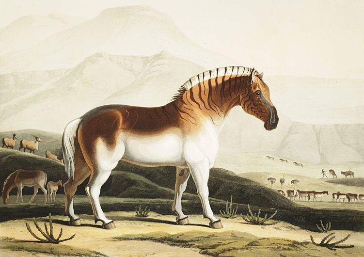 The Quahkah (Quagga) Aquatint by Samuel Daniell (1775-1811) from the Series African scenery and animals.