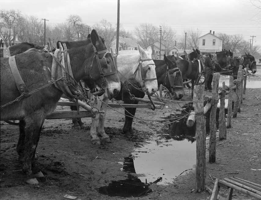 Mules at hitching posts, Eufaula, Oklahoma  Photo: Russell Lee
