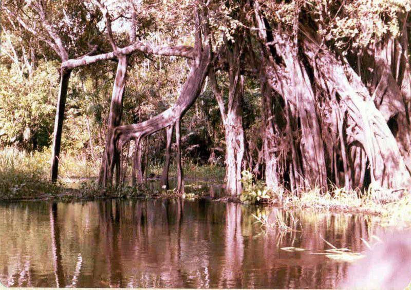 Amazon rain forest in wet season