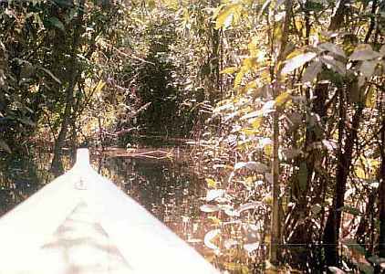 Under the Amazon rain forest canopy