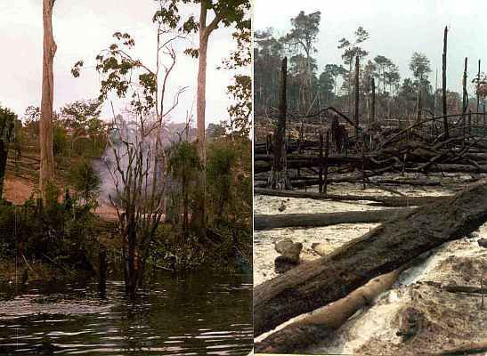 Amazon rain forest destruction