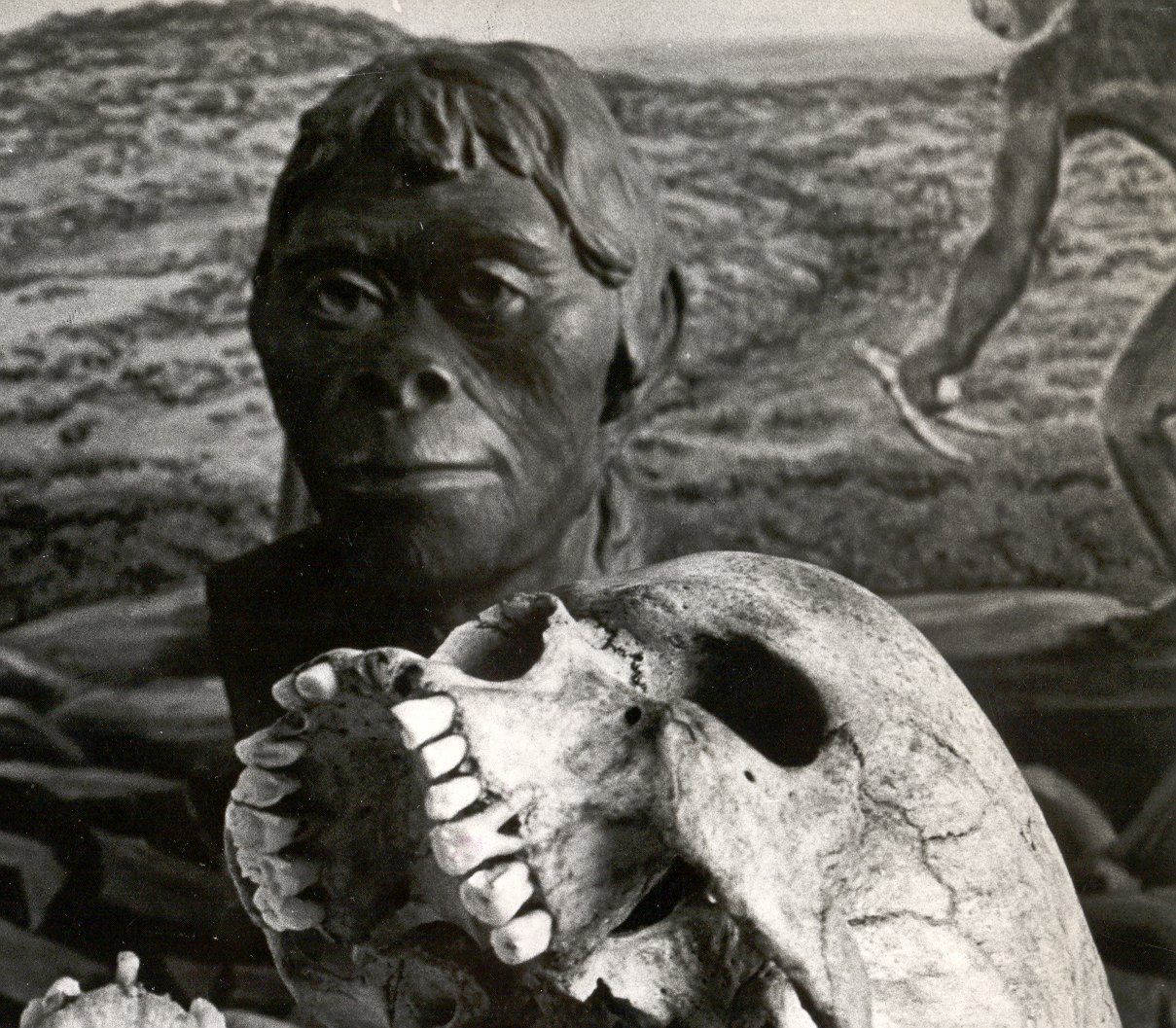 Mrs. Ples, Australopithecus, South Africa