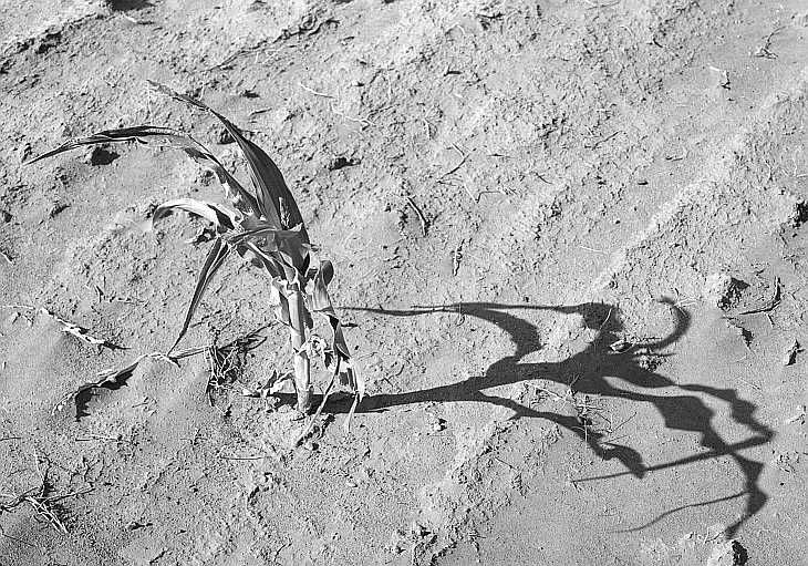 Corn withered by the heat and chewed by grasshoppers Terry, Montana   Photo: Arthur Rothstein