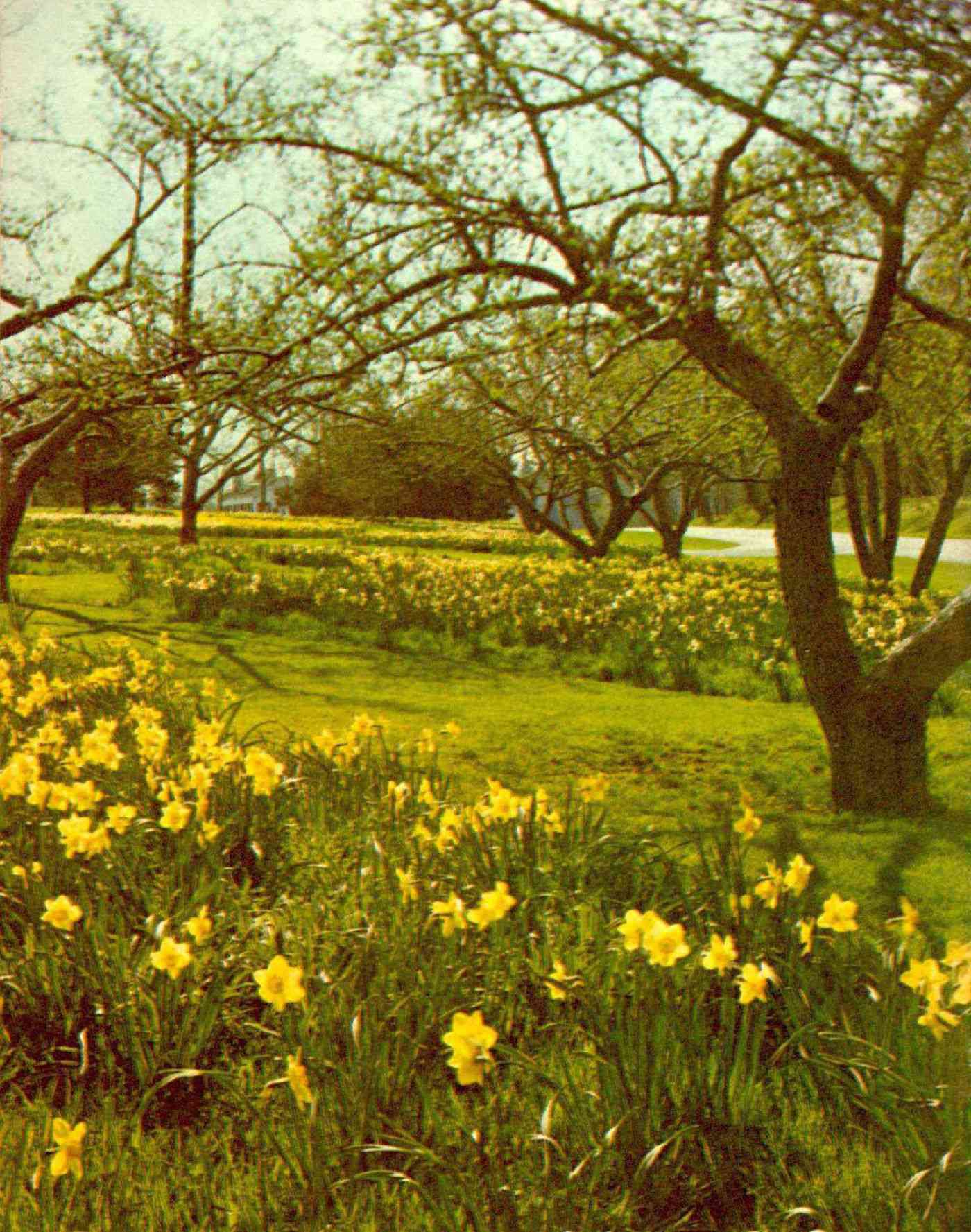 Spring comes to the Reader's Digest headquarters, 1977