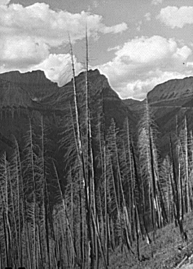 Results of forest fires in Glacier National Park, Montana Photo Marion Post Wolcott