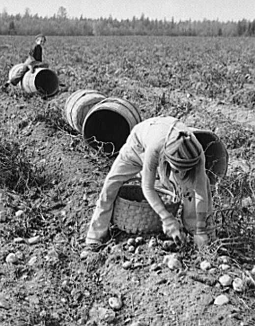 Children picking potatoes near Caribou, Maine Photo: Jack Delano