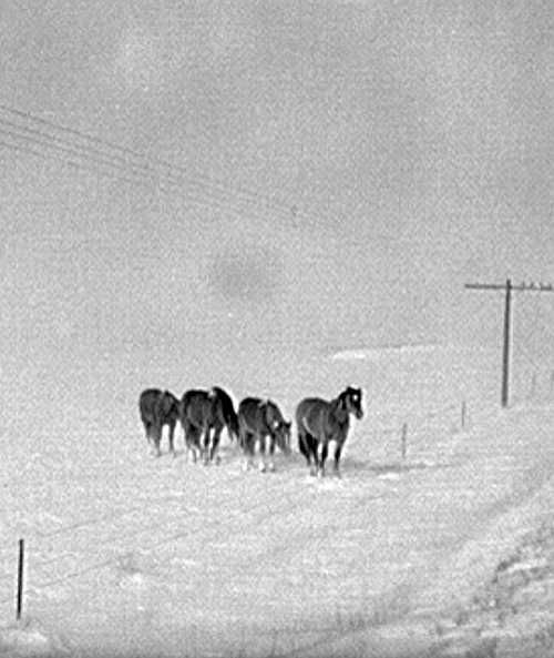 Horses in snowstorm, Lyman, South Dakota  Photo: John Vachon.