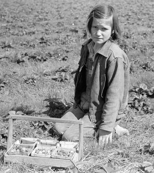 Child of migrant berry worker picking strawberries in field near Ponchatoula, Louisiana  Photo: Russell Lee