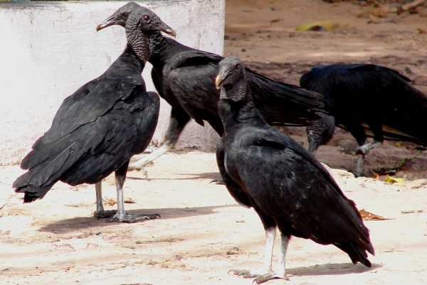 Urubu, black vulture, Maranhão, Brazil