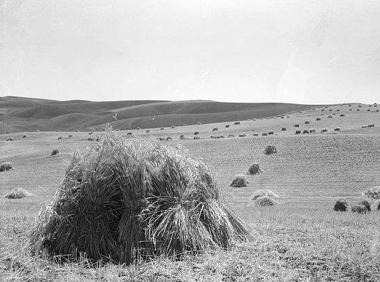 Wheat field near Walla Walla, Washington Photo: Arthur Rothstein