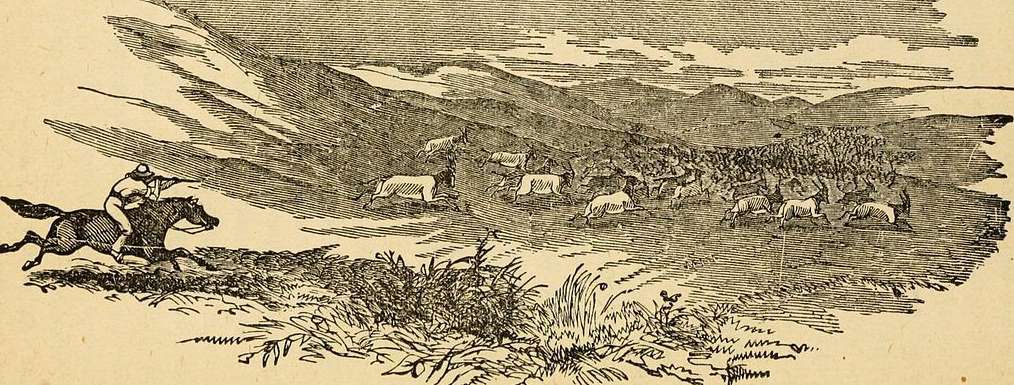 Extraordinary herd of blesboks, 1855 - John Frost