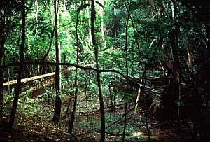 Rain forest [5]