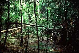 Rain forest [5]