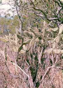 Caatinga, the White Forest of Brazil [17]