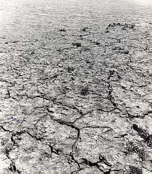 Drought ravaged land [5]