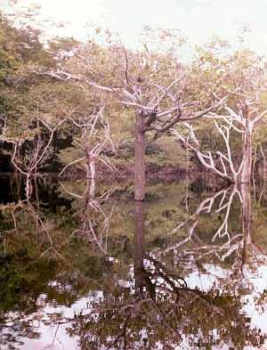 Rain forest, Brazil, wet season [9] 