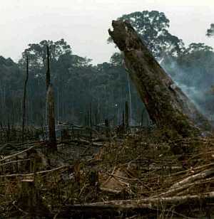 Rain forest, Brazil, clearing trees with fire [10]