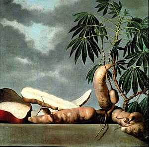 Manioc, Albert Eckhout [14]